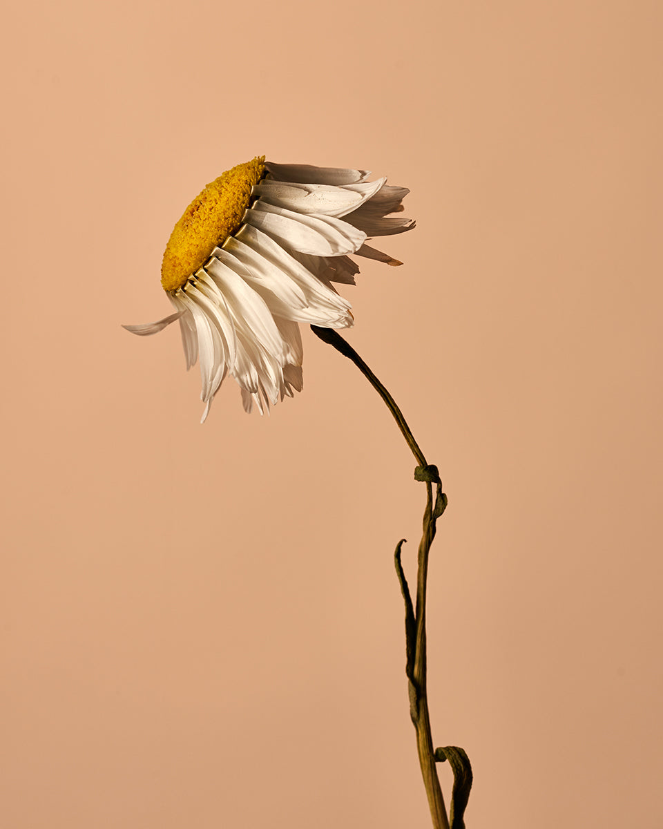 Daisy 1 – Julia Robbs Print Shop
