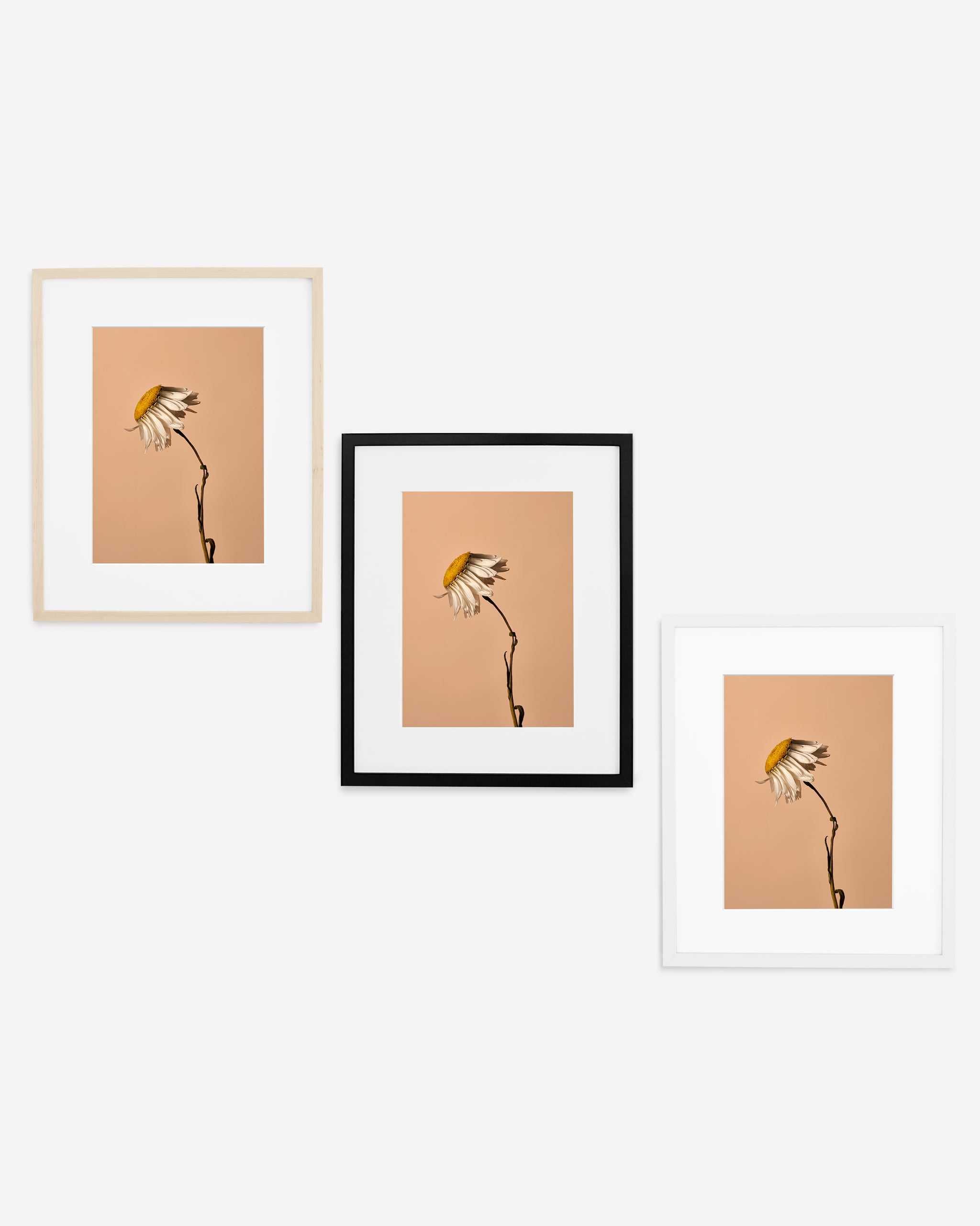 Daisy 1 – Julia Robbs Print Shop